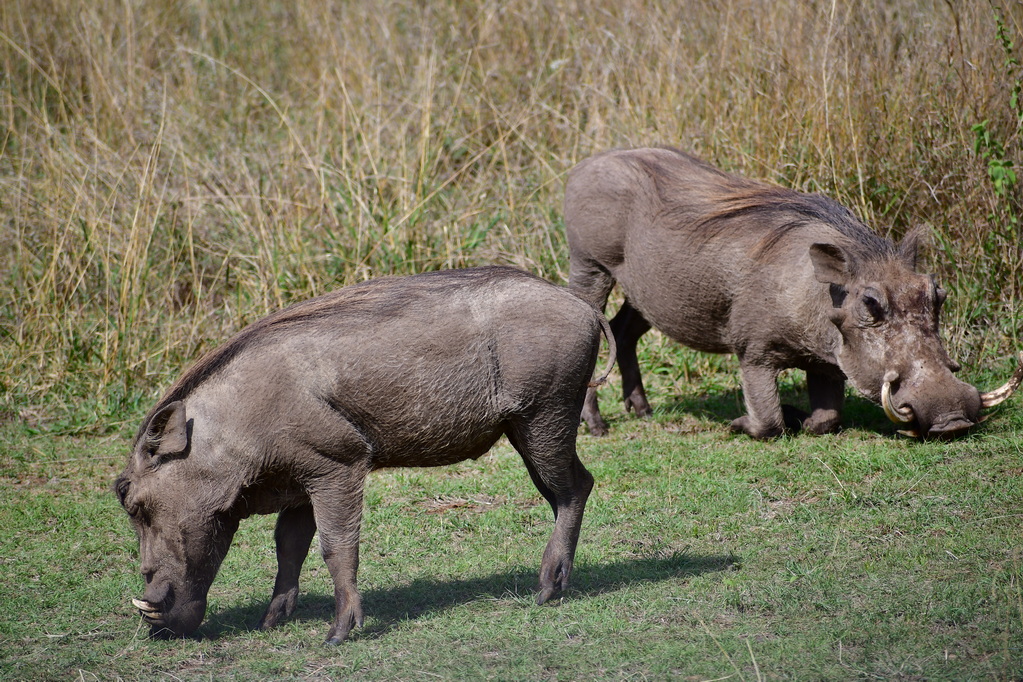 Nairobi National Park